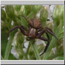 Xysticus cf cristatus - Krabbenspinne 06.jpg